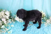 Capri, a female Poodle - Miniature  for sale in Dothan, AL – 9 of 10