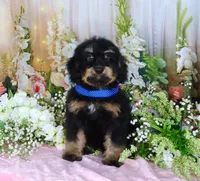 Billy Blue, a male Miniature Bernedoodle for sale in Dothan, AL – 8 of 10