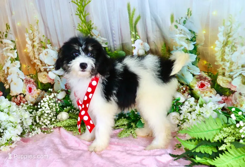 Brooky Red – Miniature Bernedoodle puppy for sale in Dothan, AL
