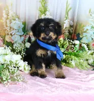 Billy Blue, a male Miniature Bernedoodle for sale in Dothan, AL – 2 of 10