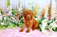 Enya, a female Poodle - Standard  for sale in Dothan, AL – Photo 5 of 7