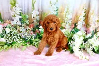 Enya, a female Poodle - Standard  for sale in Dothan, AL – Photo 7 of 7
