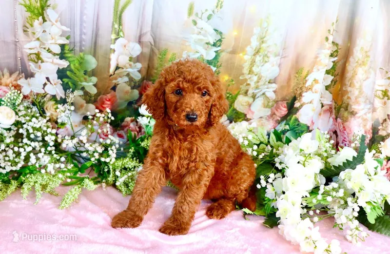 Enya – Poodle - Standard  puppy for sale in Dothan, AL