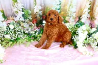 Enya, a female Poodle - Standard  for sale in Dothan, AL – Photo 4 of 7