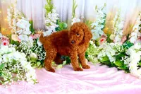 Enya, a female Poodle - Standard  for sale in Dothan, AL – Photo 6 of 7