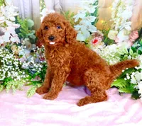Enya, a female Poodle - Standard  for sale in Dothan, AL – Photo 2 of 7