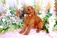 Enya, a female Poodle - Standard  for sale in Dothan, AL – Photo 3 of 7