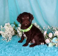 Carson, a male Poodle - Miniature  for sale in Dothan, AL – 5 of 10