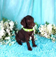 Carson, a male Poodle - Miniature  for sale in Dothan, AL – 10 of 10