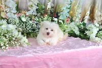 Sugar, a female Havanese for sale in Dothan, AL – 4 of 9