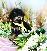 Bessy Yellow, a female Miniature Bernedoodle for sale in Dothan, AL – 9 of 10