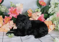 Reba Hold, a female Miniature Bernedoodle for sale in Dothan, AL – Photo 1 of 8