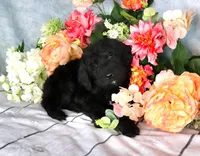 Reba Hold, a female Miniature Bernedoodle for sale in Dothan, AL – Photo 3 of 8