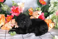Reba Hold, a female Miniature Bernedoodle for sale in Dothan, AL – Photo 8 of 8