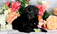 Reba Hold, a female Miniature Bernedoodle for sale in Dothan, AL – Photo 5 of 8