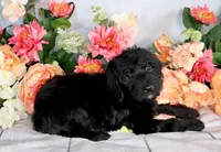 Reba Hold, a female Miniature Bernedoodle for sale in Dothan, AL – Photo 4 of 8