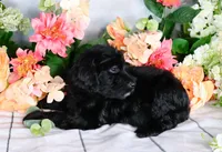 Reba Hold, a female Miniature Bernedoodle for sale in Dothan, AL – Photo 6 of 8