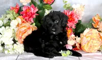 Reba Hold, a female Miniature Bernedoodle for sale in Dothan, AL – Photo 2 of 8