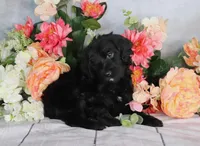 Reba Hold, a female Miniature Bernedoodle for sale in Dothan, AL – Photo 7 of 8