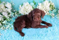 Cathy, a female Poodle - Miniature  for sale in Dothan, AL – 8 of 10