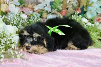 Bobby Green, a male Miniature Bernedoodle for sale in Dothan, AL – 9 of 10
