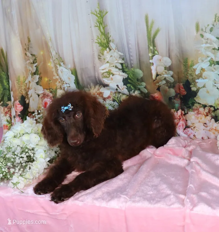 Chocolate Dallas – Poodle - Miniature  puppy for sale in Dothan, AL