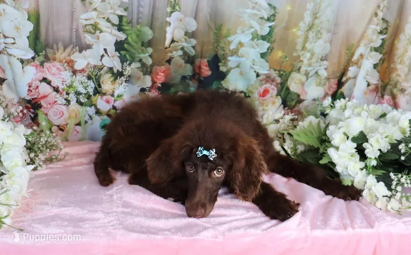 Chocolate Dallas – Poodle - Miniature  puppy for sale in Dothan, AL