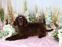 Dallas, a male Poodle - Miniature  for sale in Dothan, AL – Photo 7 of 10