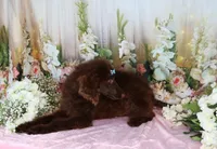 Dallas, a male Poodle - Miniature  for sale in Dothan, AL – Photo 9 of 10