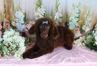 Dallas, a male Poodle - Miniature  for sale in Dothan, AL – Photo 1 of 10