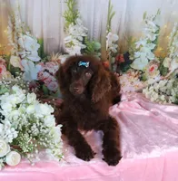 Dallas, a male Poodle - Miniature  for sale in Dothan, AL – Photo 10 of 10