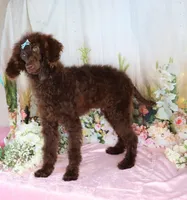 Dallas, a male Poodle - Miniature  for sale in Dothan, AL – Photo 8 of 10