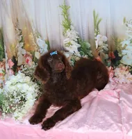 Dallas, a male Poodle - Miniature  for sale in Dothan, AL – Photo 2 of 10