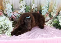 Dallas, a male Poodle - Miniature  for sale in Dothan, AL – Photo 5 of 10