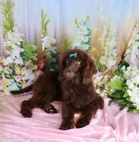 Dallas, a male Poodle - Miniature  for sale in Dothan, AL – Photo 6 of 10