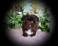 Spice, a female Havanese for sale in Dothan, AL – 2 of 5