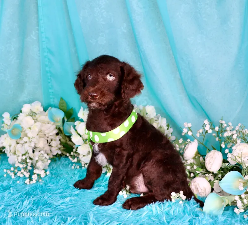 Carson – Poodle - Miniature  puppy for sale in Dothan, AL