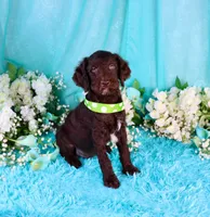 Carson, a male Poodle - Miniature  for sale in Dothan, AL – 6 of 10