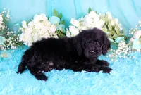 Capri, a female Poodle - Miniature  for sale in Dothan, AL – 3 of 10