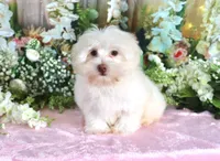Sugar, a female Havanese for sale in Dothan, AL – 2 of 9