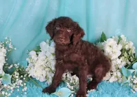 Cathy, a female Poodle - Miniature  for sale in Dothan, AL – 1 of 10
