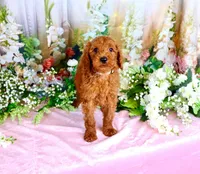 Eliza, a female Poodle - Standard  for sale in Dothan, AL – Photo 3 of 7