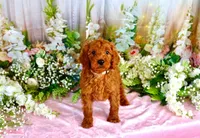 Eliza, a female Poodle - Standard  for sale in Dothan, AL – Photo 6 of 7