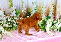 Eliza, a female Poodle - Standard  for sale in Dothan, AL – Photo 7 of 7