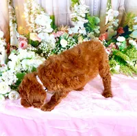 Eliza, a female Poodle - Standard  for sale in Dothan, AL – Photo 5 of 7