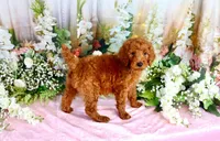Eliza, a female Poodle - Standard  for sale in Dothan, AL – Photo 2 of 7