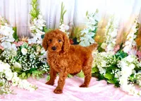 Eliza, a female Poodle - Standard  for sale in Dothan, AL – Photo 4 of 7