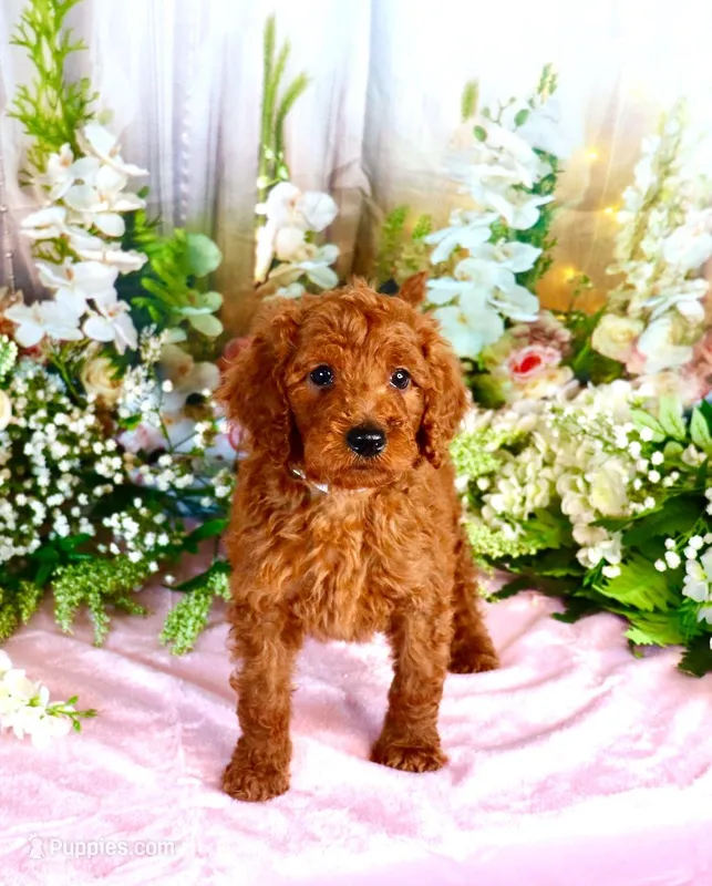 Eliza – Poodle - Standard  puppy for sale in Dothan, AL