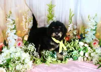 Bessy Yellow, a female Miniature Bernedoodle for sale in Dothan, AL – 10 of 10