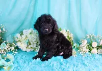Carla, a female Poodle - Miniature  for sale in Dothan, AL – 5 of 9